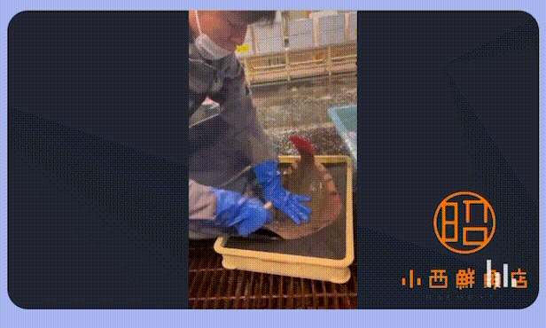 函館小西鮮魚　友だち追加後のシナリオ配信 動画
